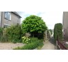 Катальпа бигнониевидная (Catalpa bignonioides) С2